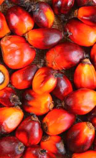 Palm oil Benefits 4