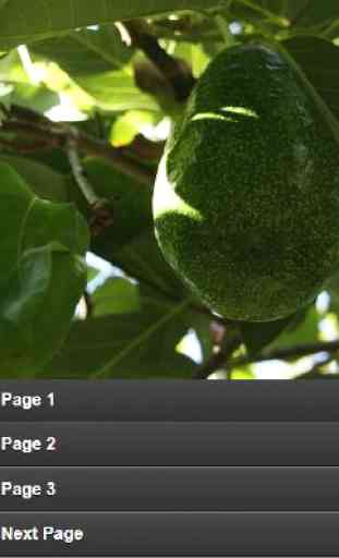 Avocado Cultivation 1