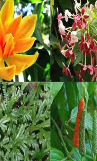 Get To Know Medicinal Plants Around Us 1