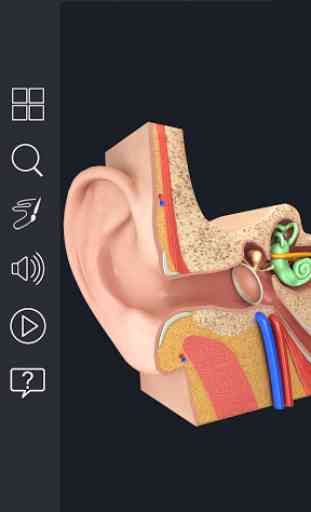 My Ear Anatomy 1
