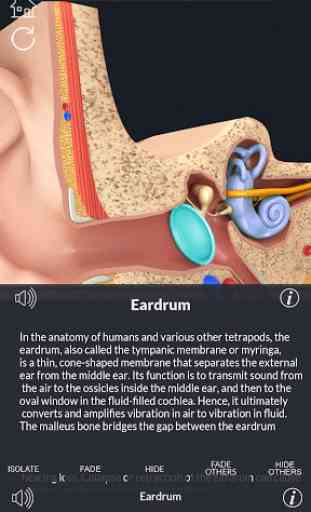 My Ear Anatomy 3