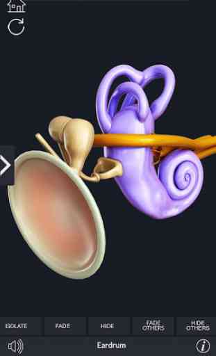 My Ear Anatomy 4