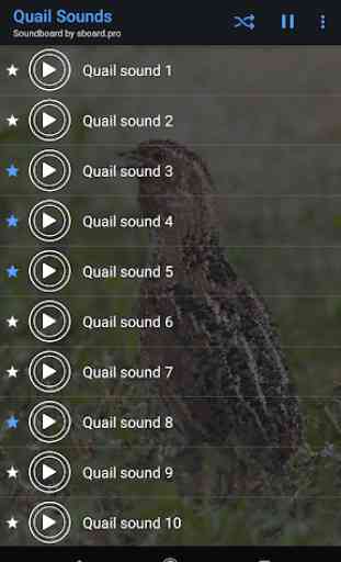 Quail Sounds ~ Sboard.pro 2