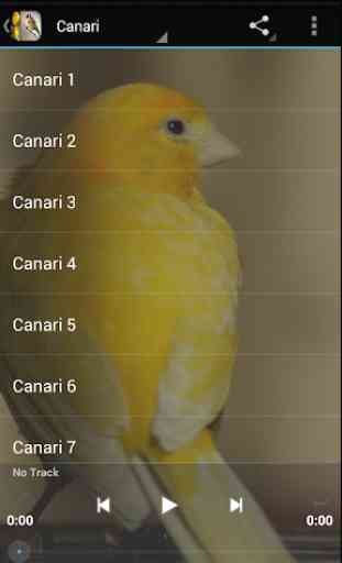 Singing Birds & Wallapaper -goldfinch & canary 1