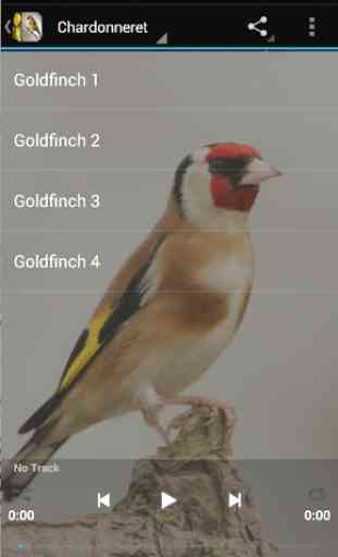 Singing Birds & Wallapaper -goldfinch & canary 2