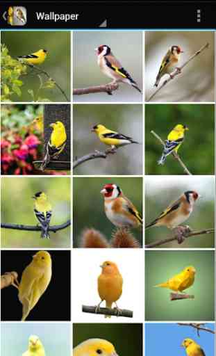Singing Birds & Wallapaper -goldfinch & canary 3