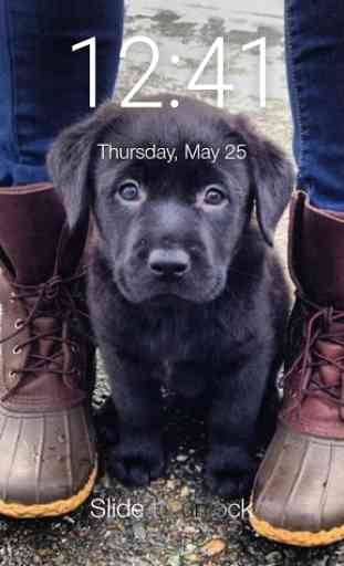 Cute Black Labrador Puppies Screen Lock 1