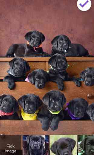 Cute Black Labrador Puppies Screen Lock 3