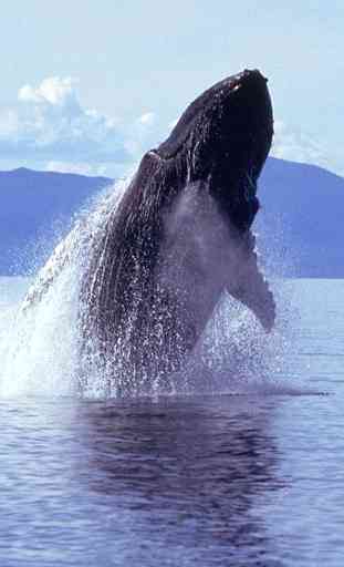 Humpback Whale Sounds! 1
