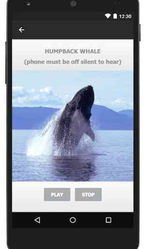 Humpback Whale Sounds! 2