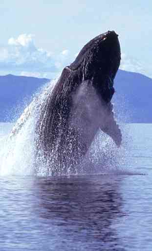 Humpback Whale Sounds! 4