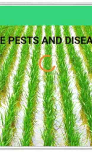 Rice Pests And Diseases 1