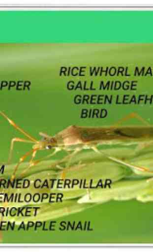 Rice Pests And Diseases 2