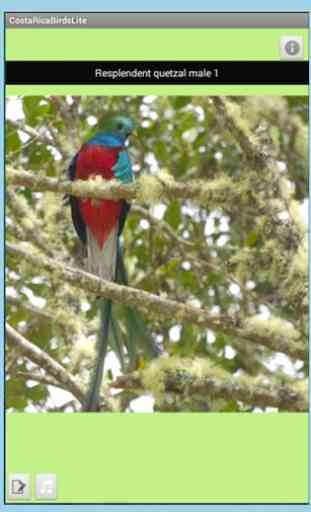 Costa Rica Birds Fieldguide 1