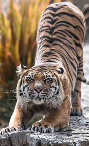 Tiger Live Wallpaper (Wallpapers & Backgrounds) 2