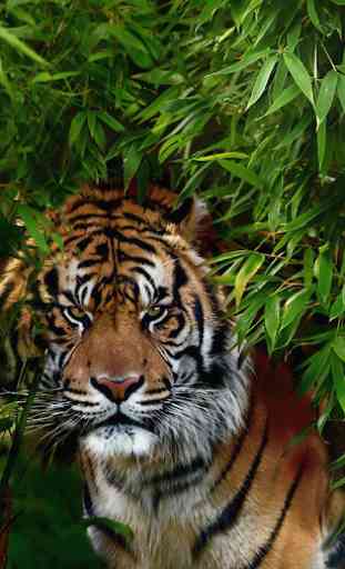 Tiger Live Wallpaper (Wallpapers & Backgrounds) 3