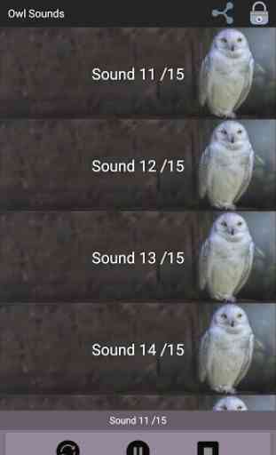 Owl Sounds 3