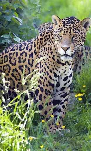 Jaguar (Animal) sounds ~ Sboard.pro 1