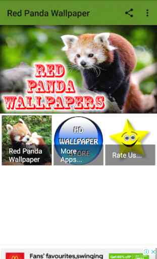 Red Panda Wallpaper 1