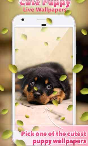 Cute Puppy Live Wallpapers  4