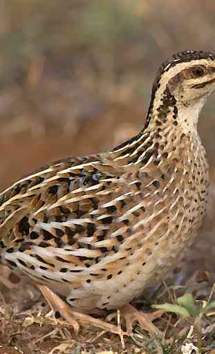 Rain quail bird Sounds ~ Sboard.pro 1