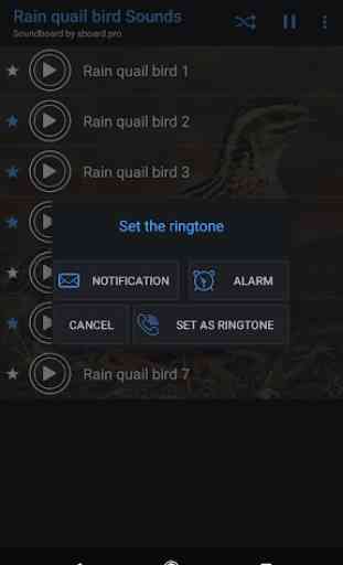 Rain quail bird Sounds ~ Sboard.pro 3