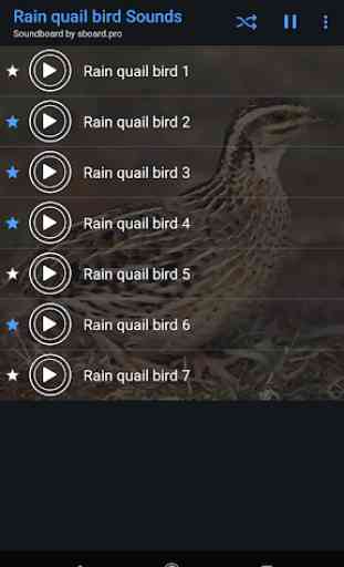 Rain quail bird Sounds ~ Sboard.pro 4