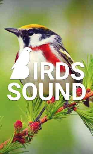 Birds Sounds and Melodies 1