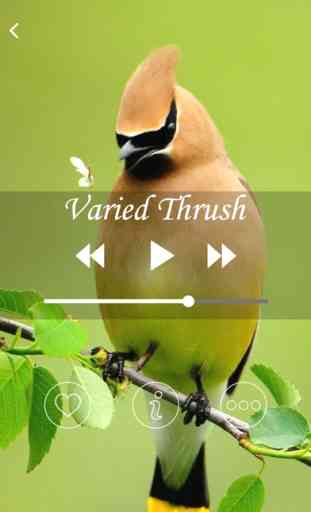 Birds Sounds and Melodies 3