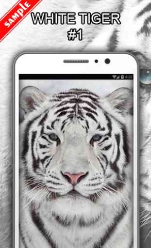 White Tiger Wallpapers 2