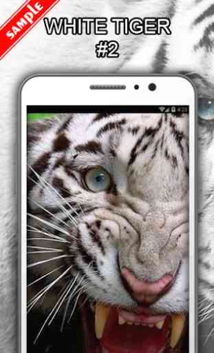White Tiger Wallpapers 3