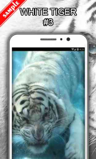 White Tiger Wallpapers 4