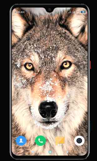 Wolf Wallpaper 4K 4