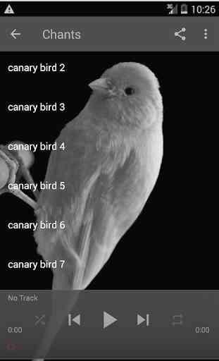 Canary Bird Sounds & Singing 1