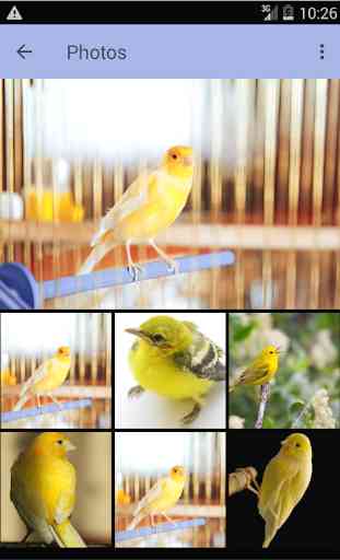 Canary Bird Sounds & Singing 2