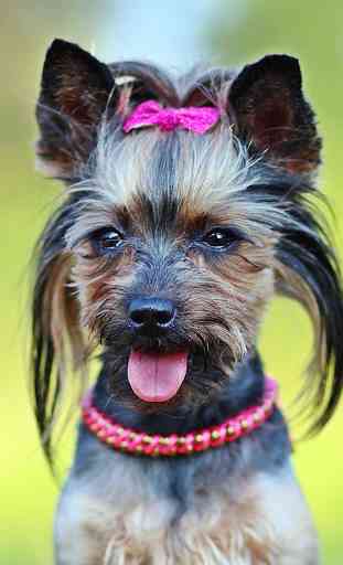 Yorkie Cute Puppy - Free Dog Wallpapers 1