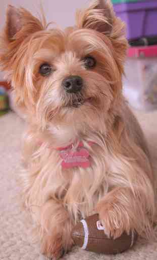 Yorkie Cute Puppy - Free Dog Wallpapers 2