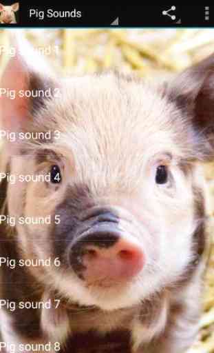 Pig Sounds 2