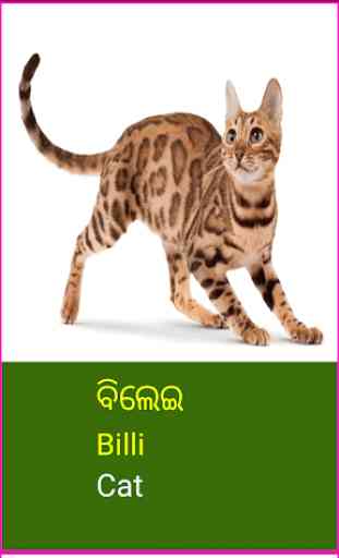 Learn Odia Wildlife and Body Parts Names 4