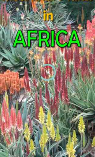 Medicinal Plants in Africa 1