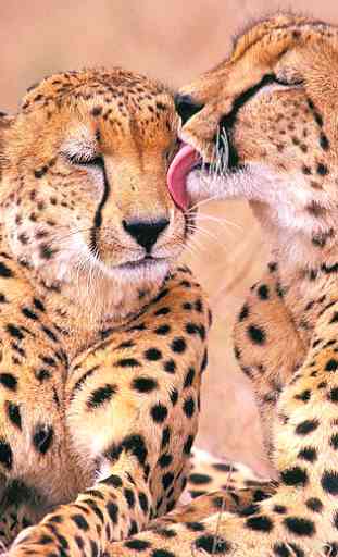 Cheetah Live Wallpaper (Wallpapers & Backgrounds) 1