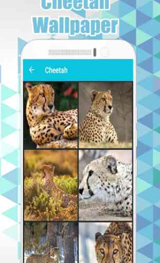 Cheetah Wallpaper  1