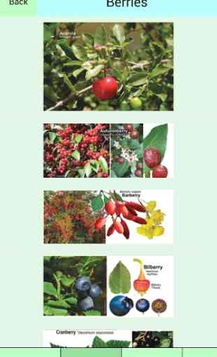 Edible Plant Guide 2