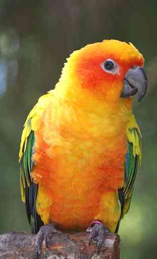 Parrot HD Wallpapers 1