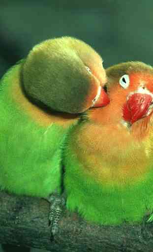 Parrot HD Wallpapers 2