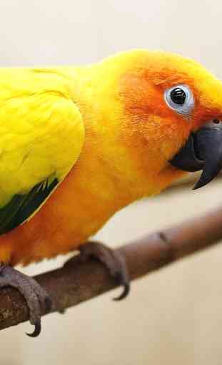 Parrot HD Wallpapers 3