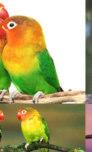 Parrot HD Wallpapers 4