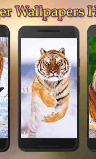 Tiger Wallpapers HD 1
