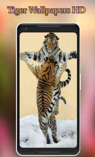 Tiger Wallpapers HD 2