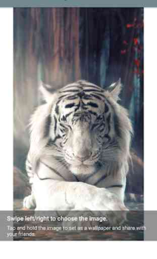 White Tiger Wallpaper 2